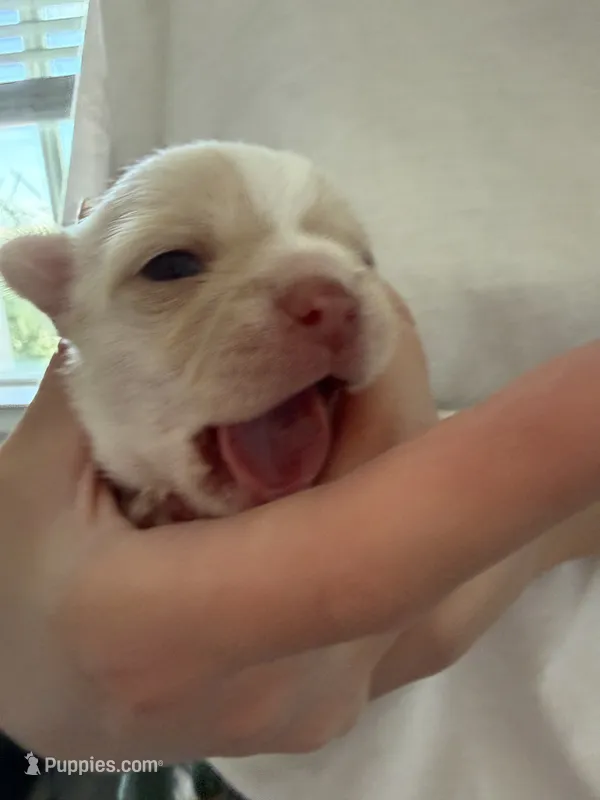 Mochi – Chihuahua puppy for sale in Manteca, CA