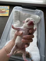 Mochi, a male Chihuahua for sale in Manteca, CA – 5 of 5