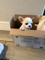 Teacup Dubai, a male Chihuahua for sale in Manteca, CA – 4 of 7