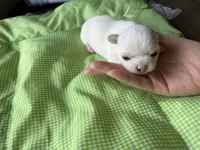 Snow, a male Chihuahua for sale in Manteca, CA – 3 of 4