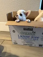 Teacup Dubai, a male Chihuahua for sale in Manteca, CA – 3 of 7