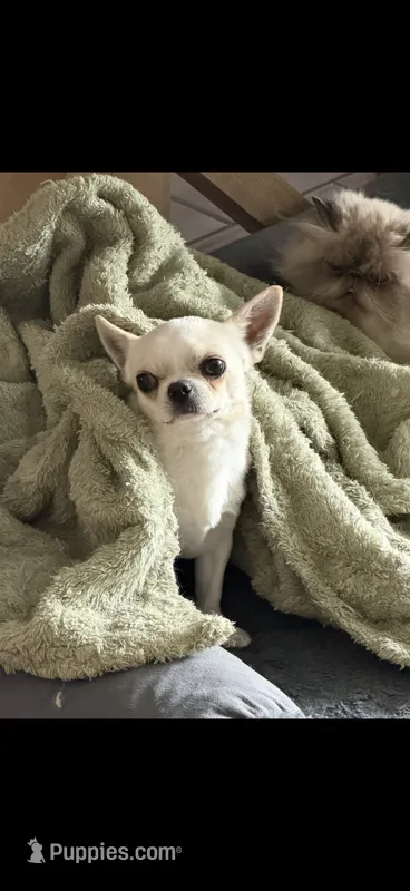 Soda – Chihuahua puppy for sale in Manteca, CA