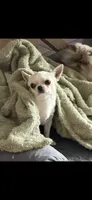 Soda, a male Chihuahua for sale in Manteca, CA – 1 of 2