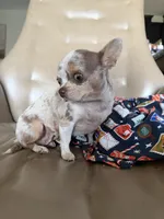 Tiny Teacup Girl Eugene, a female Chihuahua for sale in Manteca, CA – 5 of 6