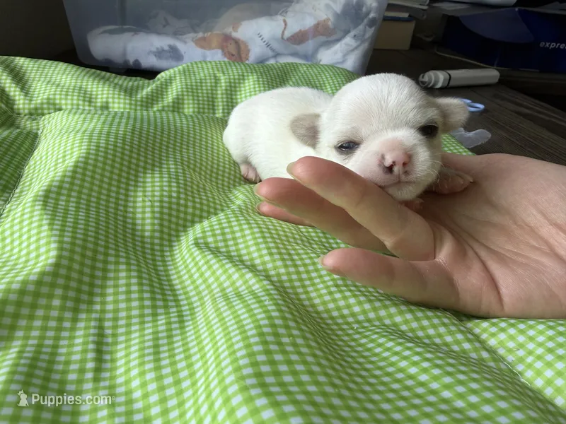 Snow – Chihuahua puppy for sale in Manteca, CA