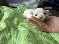 Snow, a male Chihuahua for sale in Manteca, CA – 1 of 4