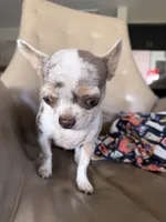 Tiny Teacup Girl Eugene, a female Chihuahua for sale in Manteca, CA – 6 of 6
