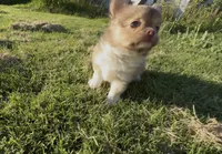 mini longhaired girl, a female Chihuahua for sale in Manteca, CA – 4 of 4