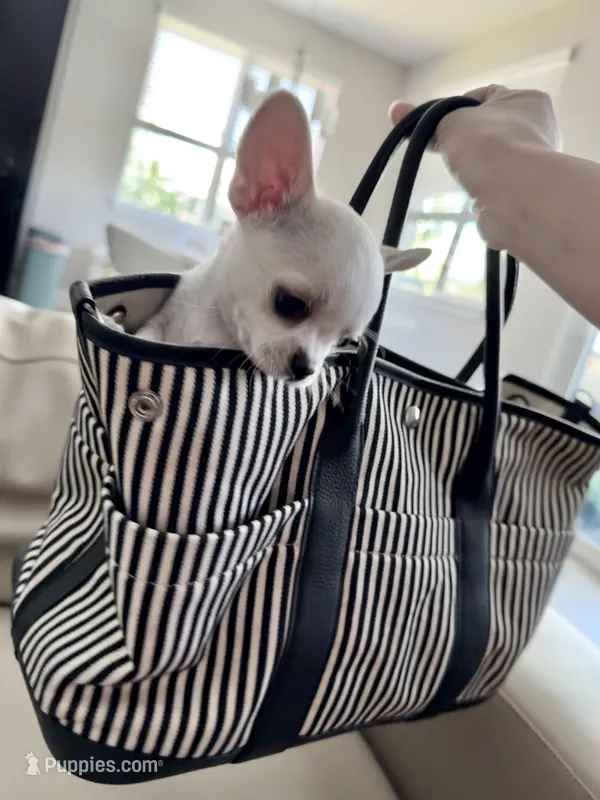 Teacup Boy – Chihuahua puppy for sale in Manteca, CA