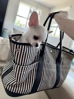 Teacup Boy, a male Chihuahua for sale in Manteca, CA – 1 of 2