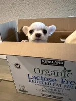 Teacup Dubai, a male Chihuahua for sale in Manteca, CA – 2 of 7