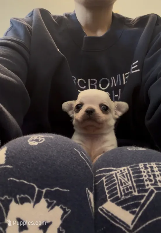 S'more – Chihuahua puppy for sale in Manteca, CA