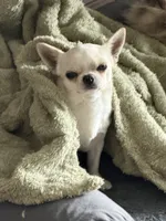 Soda, a male Chihuahua for sale in Manteca, CA – 2 of 2