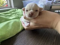 Mochi, a male Chihuahua for sale in Manteca, CA – 2 of 5