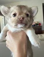 Chocolate, a female Chihuahua for sale in Manteca, CA – 5 of 5