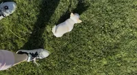 Teacup Dubai, a male Chihuahua for sale in Manteca, CA – 5 of 7