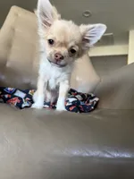 Brown , a female Chihuahua for sale in Manteca, CA – 7 of 8