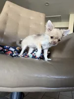 Brown , a female Chihuahua for sale in Manteca, CA – 6 of 8