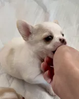 Teacup Dubai, a male Chihuahua for sale in Manteca, CA – 7 of 7