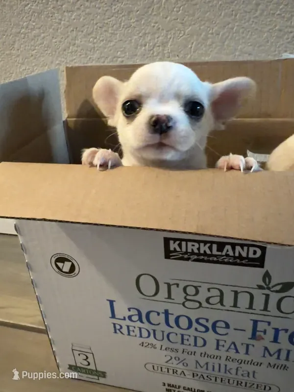 Dubai – Chihuahua puppy for sale in Manteca, CA