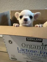 Teacup Dubai, a male Chihuahua for sale in Manteca, CA – 1 of 7