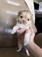 Brown , a female Chihuahua for sale in Manteca, CA – 8 of 8
