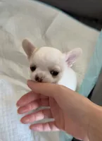 Teacup Dubai, a male Chihuahua for sale in Manteca, CA – 6 of 7