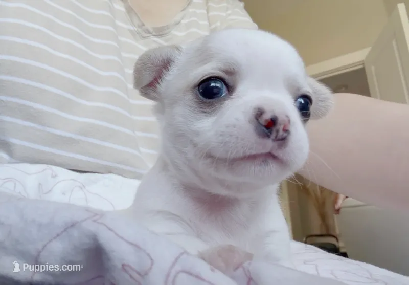 Dubai – Chihuahua puppy for sale in Manteca, CA