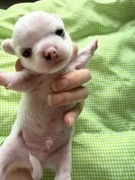 Snow, a male Chihuahua for sale in Manteca, CA – 4 of 4
