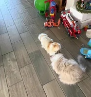 Mario, a male Chihuahua for sale in Manteca, CA – Photo 6 of 6