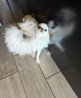 Mario, a male Chihuahua for sale in Manteca, CA – Photo 5 of 6