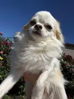 Mario, a male Chihuahua for sale in Manteca, CA – Photo 1 of 6