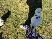 Mario, a male Chihuahua for sale in Manteca, CA – Photo 2 of 6