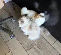 Mario, a male Chihuahua for sale in Manteca, CA – Photo 3 of 6