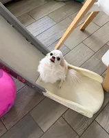 Mario, a male Chihuahua for sale in Manteca, CA – Photo 4 of 6