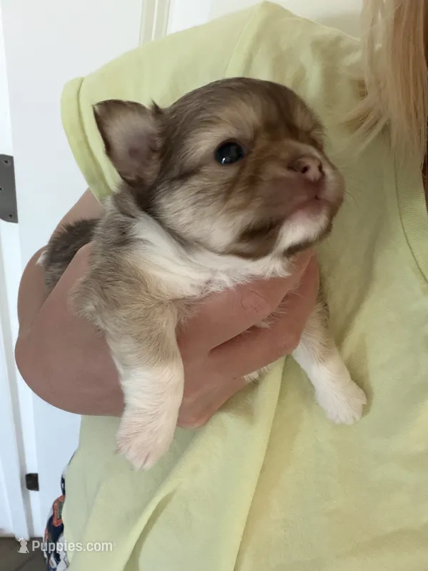 Yami – Chihuahua puppy for sale in Manteca, CA