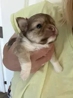 Yami, a female Chihuahua for sale in Manteca, CA – 1 of 2