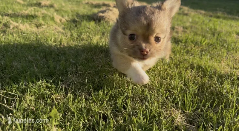 mini longhaired girl – Chihuahua puppy for sale in Manteca, CA