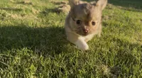 mini longhaired girl, a female Chihuahua for sale in Manteca, CA – 1 of 4