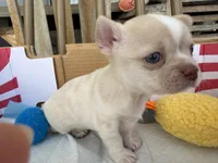 Teacup Boy, a male Chihuahua for sale in Manteca, CA – 3 of 5