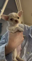 Teacup Boy, a male Chihuahua for sale in Manteca, CA – 5 of 5