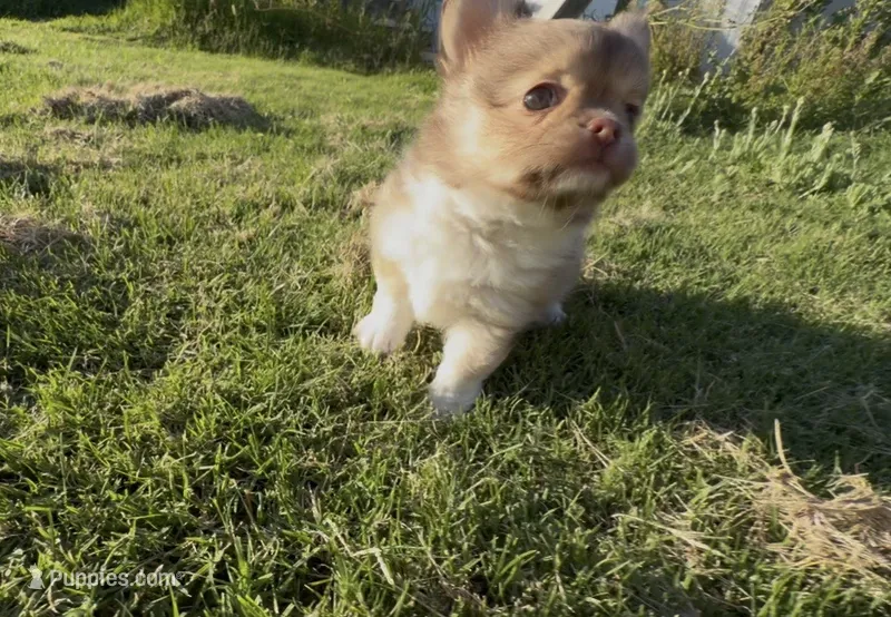  Mini longhaired girl – Chihuahua puppy for sale in Manteca, CA