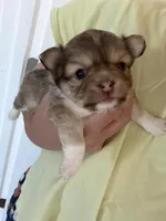 Yami, a female Chihuahua for sale in Manteca, CA – 2 of 2