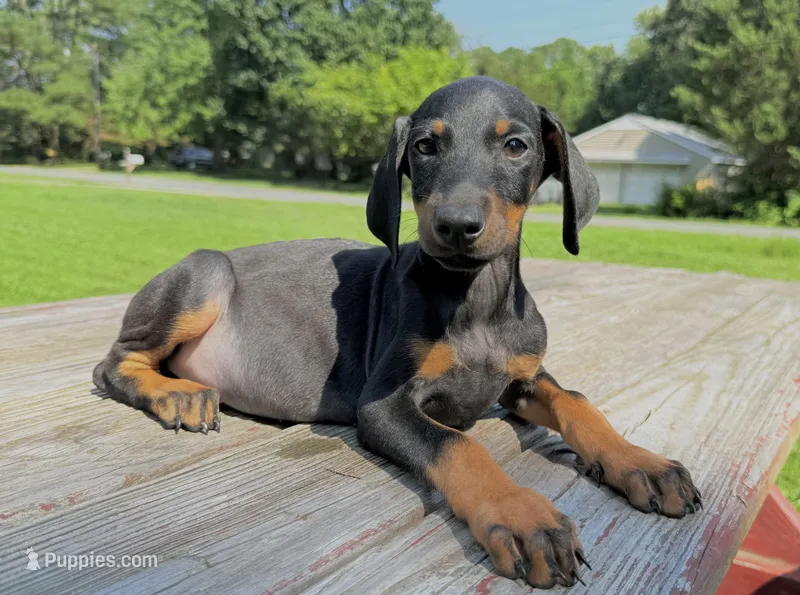Midnight – Doberman Pinscher puppy for sale in Williamsburg, VA
