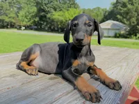 Midnight, a male Doberman Pinscher for sale in Williamsburg, VA – 1 of 2