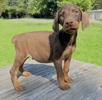 Rusty , a male Doberman Pinscher for sale in Williamsburg, VA – 2 of 2