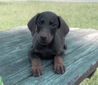 Rusty , a male Doberman Pinscher for sale in Williamsburg, VA – 1 of 2