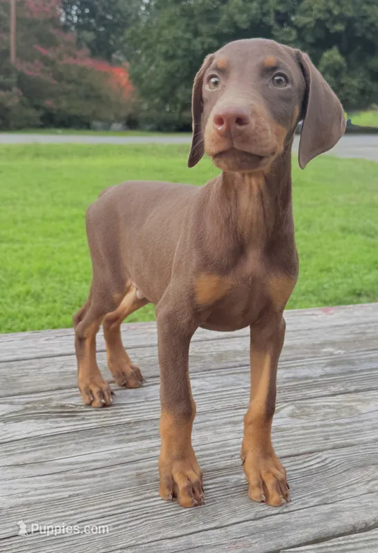 Rusty  – Doberman Pinscher puppy for sale in Williamsburg, VA