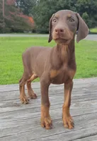 Rusty , a male Doberman Pinscher for sale in Williamsburg, VA – 1 of 4