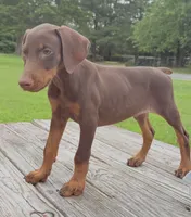 Rusty , a male Doberman Pinscher for sale in Williamsburg, VA – 4 of 4